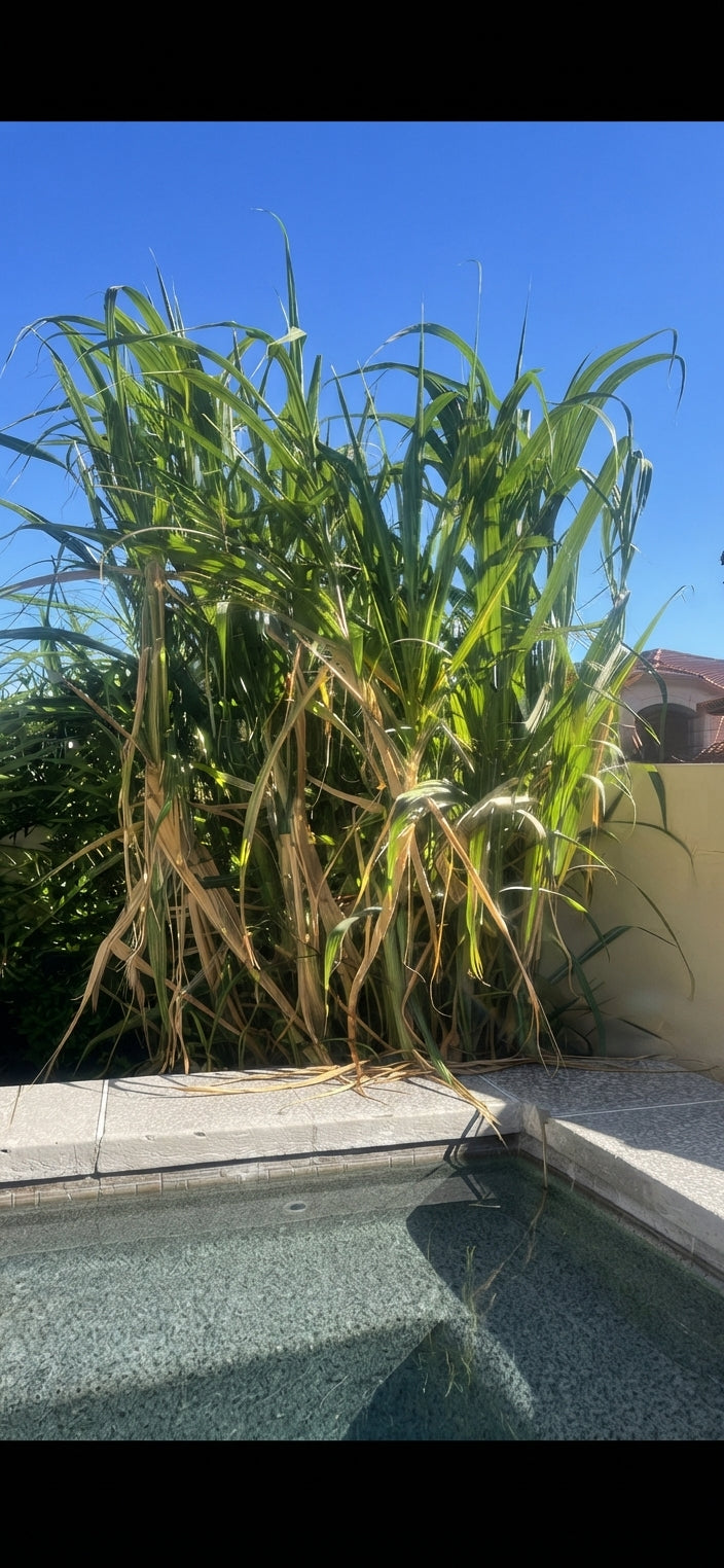 Fresh sugarcane from Tali Lehavi’s organically grown backyard garden